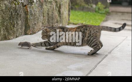 Chat gris arraché chasse la souris. Jeune chat attrapant une souris. Banque D'Images