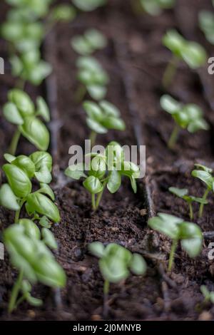 Basilic (Ocimum basilicum) également connu sous le nom de Genovese , plantules de basilic sucrées ou grandes dans un plateau de germination Banque D'Images