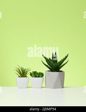 Trois pots en céramique avec des plantes sur une table blanche, fond vert Banque D'Images