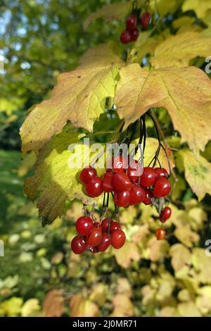 Boule de neige commune (Viburnum opulus) - fruits mûrs en automne Banque D'Images