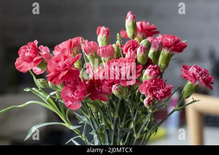 Bouquet de fleurs de la carnation rose. Fleurs de clou de girofle . Gros plan. Détails. Mise au point sélective Banque D'Images
