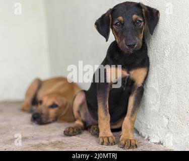 Adoption d'un abri mignon de secours pour chiens en attente Banque D'Images