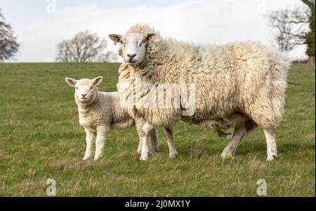 Temps de travail dans les Yorkshire Dales, Royaume-Uni. Gros plan d'une brebis fine et lourde et de son agneau au début du printemps, face à l'appareil photo dans un champ vert. Horizontale Banque D'Images