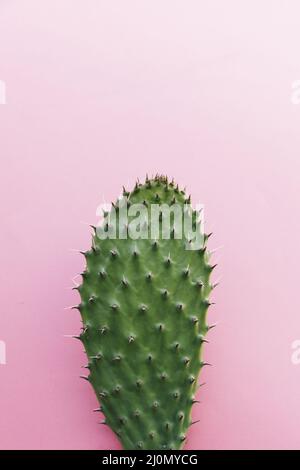 Cactus avec beaucoup d'épines fond coloré Banque D'Images