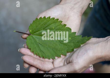 Femme méconnaissable tenant une feuille d'ortie commune (Urtica dioica) dans sa main. Main femelle avec une feuille d'ortie commune (Urtica dioica) Banque D'Images