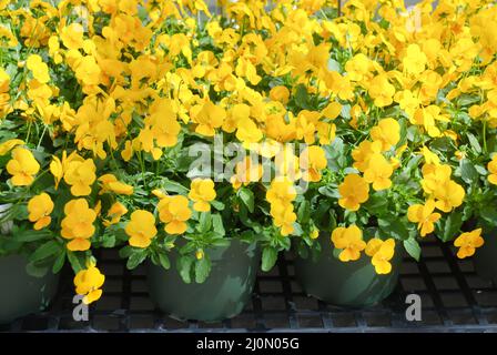 Pansies de fleurs jaunes et violettes légères, une plante en pot Banque D'Images