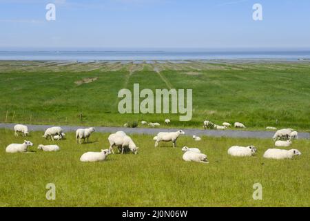 Moutons à la digue, Wangerland, Frise orientale, Basse-saxe, Allemagne, Europe Banque D'Images