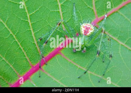 Phylloxéra de raisin sur une feuille Banque D'Images