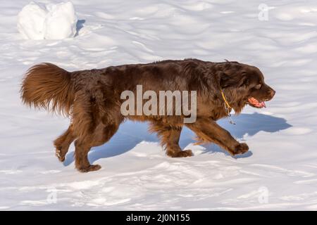 Un chien brun de Terre-Neuve est en train de courir en hiver par beau soleil Banque D'Images