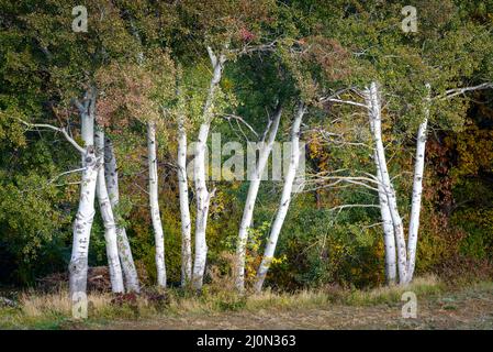 La forêt naturelle de Gray Alder Cones (Alnus incana) dans les Carpates au début du printemps. Habitats naturels d'Alnus Banque D'Images