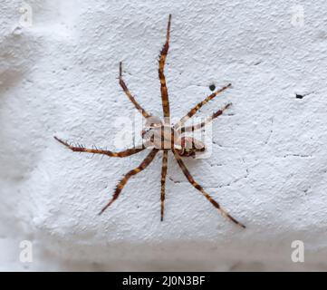 Une araignée de crevasse monte sur un mur. Banque D'Images