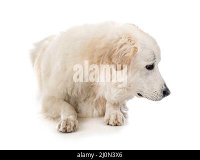 Chien de montagne pyrénéen devant un fond blanc Banque D'Images