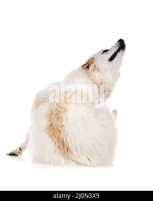 Chien de montagne pyrénéen devant un fond blanc Banque D'Images