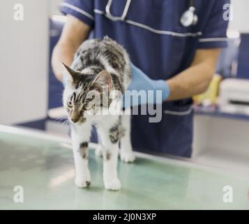 Fermez le médecin avec le stéthoscope vérifiant chat Banque D'Images