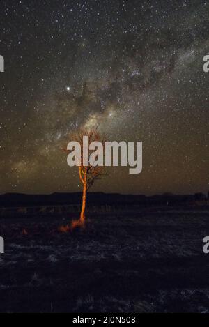 Ciel nocturne sans nuages avec étoiles laiteuses et étoiles lumineuses avec feu de jour et un arbre comme vue panoramique pour papier peint et copie sp Banque D'Images