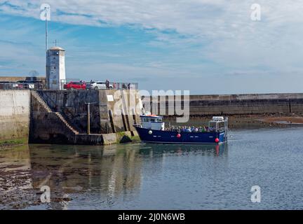 Une embarcation de plaisance à coque bleue emportant des gens sur des voyages aux îles Farne venant le long des murs du port de Seahouses à Low Tide. Banque D'Images