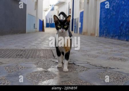 Un petit chat errant se promène dans Une ville au Maroc Banque D'Images