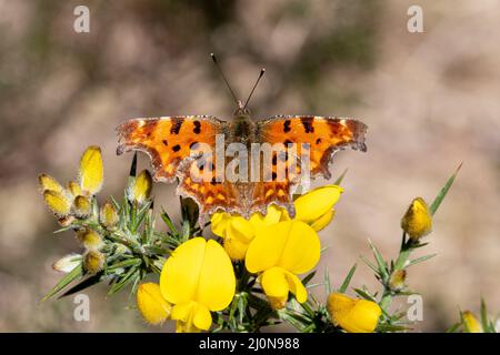 Virgule papillon (Polygonia c-album) sur des fleurs de gorse jaune en mars, Hampshire, Angleterre, Royaume-Uni Banque D'Images