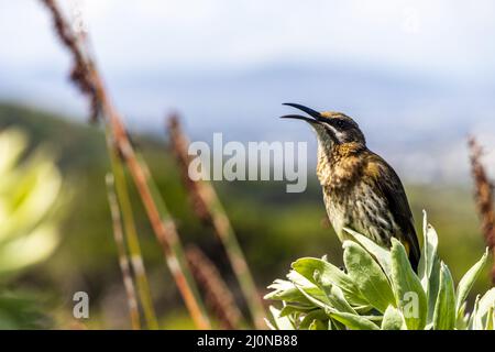 Le sugarbird du cap est assis sur des fleurs de plantes, jardin botanique national de Kirstenbosch. Banque D'Images