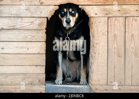 Chien solitaire regardant hors de son chenil Banque D'Images