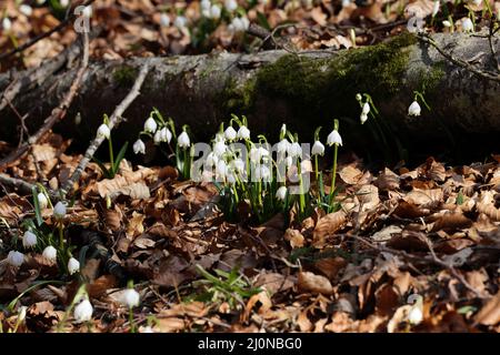 Leucojum vernum, appelé le flocon de neige de printemps des Alpes souabes en Allemagne Banque D'Images