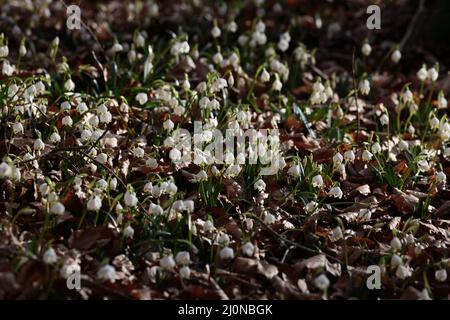 Leucojum vernum, appelé le flocon de neige de printemps des Alpes souabes en Allemagne Banque D'Images