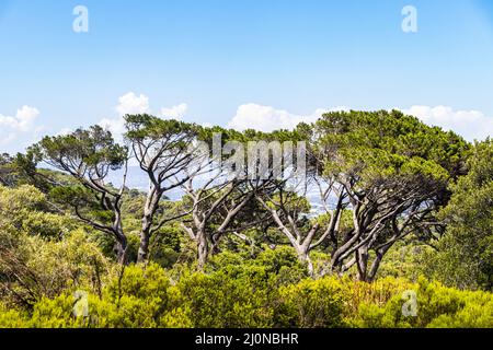 D'énormes arbres sud-africains dans le jardin botanique de Kirstenbosch, le Cap. Banque D'Images