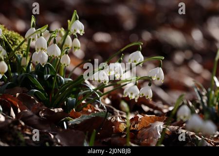 Leucojum vernum, appelé le flocon de neige de printemps des Alpes souabes en Allemagne Banque D'Images