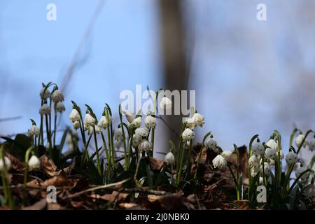 Leucojum vernum, appelé le flocon de neige de printemps des Alpes souabes en Allemagne Banque D'Images