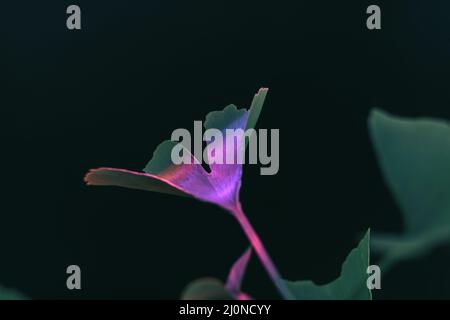 Belle feuille abstraite avec lumière de couleur. Gros plan de la feuille verte Ginkgo sur un petit arbre Ginkgo Biloba sur fond noir. Vue Macro. Banque D'Images