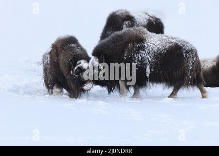 Ox de Musk sauvage dans les montagnes d'hiver en Norvège, parc national de Dovrefjell Banque D'Images