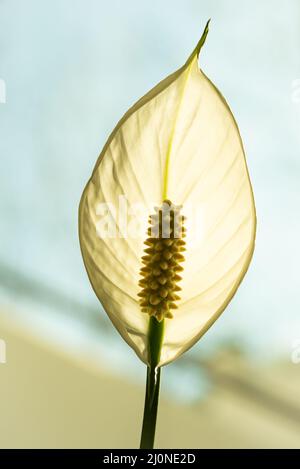 Gros plan d'un calla palustris fleuri dans un rétroéclairage lumineux Banque D'Images