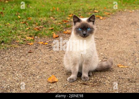 Chaton aux yeux bleus assis sur le chemin Banque D'Images