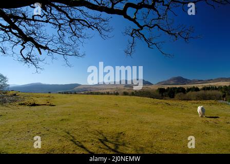 La chaîne de montagnes de Rhinog, Snowdonia Banque D'Images