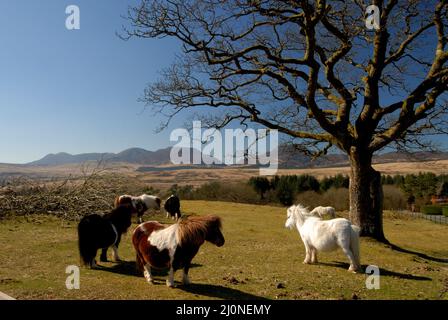 La chaîne de montagnes de Rhinog, Snowdonia Banque D'Images