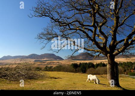 La chaîne de montagnes de Rhinog, Snowdonia Banque D'Images