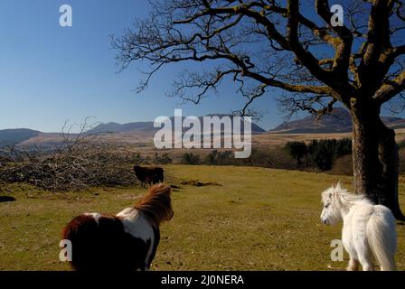 La chaîne de montagnes de Rhinog, Snowdonia Banque D'Images