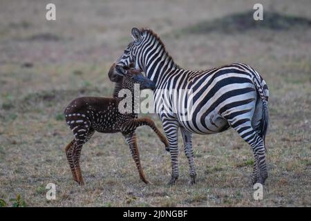 En échangeant des rayures contre des taches, ce foal de zébré unique est né avec une maladie rare appelée pseudomelanisme qui affecte son apparence de manteau. Banque D'Images