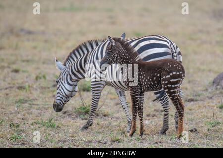 En échangeant des rayures contre des taches, ce foal de zébré unique est né avec une maladie rare appelée pseudomelanisme qui affecte son apparence de manteau. Banque D'Images