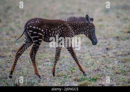 En échangeant des rayures contre des taches, ce foal de zébré unique est né avec une maladie rare appelée pseudomelanisme qui affecte son apparence de manteau. Banque D'Images