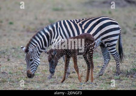 En échangeant des rayures contre des taches, ce foal de zébré unique est né avec une maladie rare appelée pseudomelanisme qui affecte son apparence de manteau. Banque D'Images