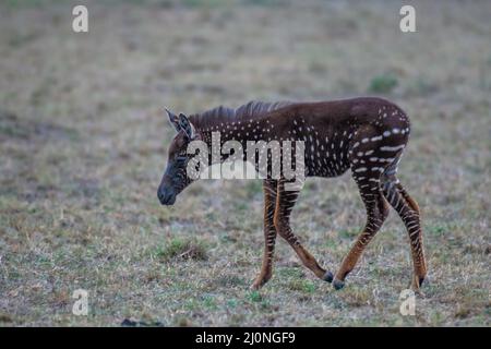 En échangeant des rayures contre des taches, ce foal de zébré unique est né avec une maladie rare appelée pseudomelanisme qui affecte son apparence de manteau. Banque D'Images