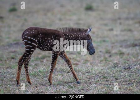 En échangeant des rayures contre des taches, ce foal de zébré unique est né avec une maladie rare appelée pseudomelanisme qui affecte son apparence de manteau. Banque D'Images