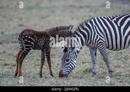 En échangeant des rayures contre des taches, ce foal de zébré unique est né avec une maladie rare appelée pseudomelanisme qui affecte son apparence de manteau. Banque D'Images