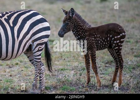 En échangeant des rayures contre des taches, ce foal de zébré unique est né avec une maladie rare appelée pseudomelanisme qui affecte son apparence de manteau. Banque D'Images