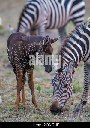 En échangeant des rayures contre des taches, ce foal de zébré unique est né avec une maladie rare appelée pseudomelanisme qui affecte son apparence de manteau. Banque D'Images