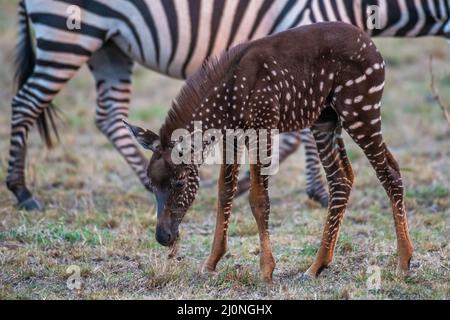 En échangeant des rayures contre des taches, ce foal de zébré unique est né avec une maladie rare appelée pseudomelanisme qui affecte son apparence de manteau. Banque D'Images