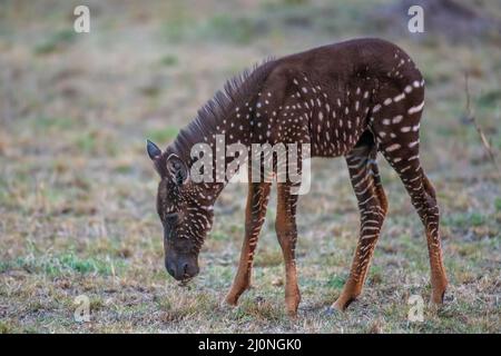 En échangeant des rayures contre des taches, ce foal de zébré unique est né avec une maladie rare appelée pseudomelanisme qui affecte son apparence de manteau. Banque D'Images