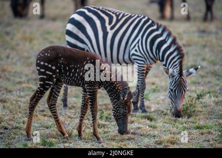 En échangeant des rayures contre des taches, ce foal de zébré unique est né avec une maladie rare appelée pseudomelanisme qui affecte son apparence de manteau. Banque D'Images