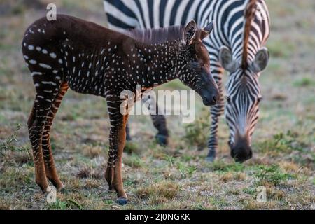 En échangeant des rayures contre des taches, ce foal de zébré unique est né avec une maladie rare appelée pseudomelanisme qui affecte son apparence de manteau. Banque D'Images